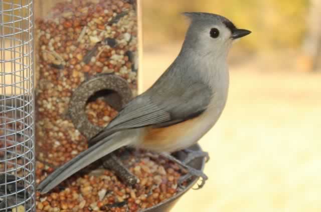 The classic view of the Titmouse ... Tyler Texas, January 2014